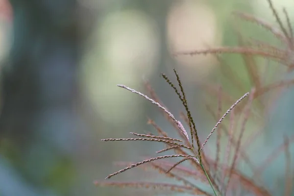 Close Plantas Verdes Livre Durante Dia — Fotografia de Stock