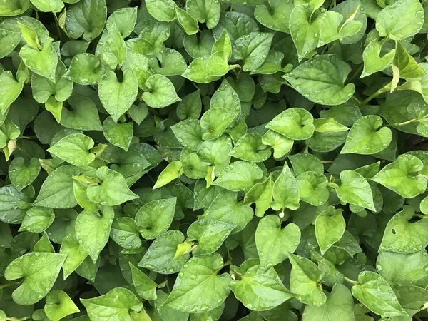 Primer Plano Las Plantas Silvestres Aire Libre Durante Día — Foto de Stock