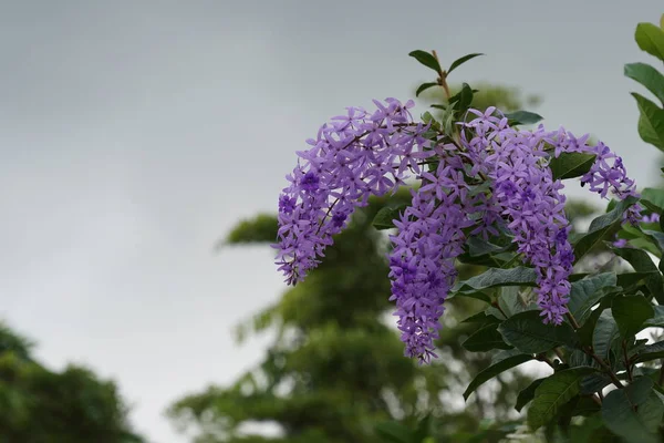 Gros Plan Fleurs Couleur Poussant Plein Air — Photo