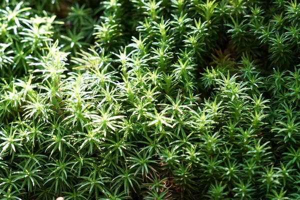 Tutup Dari Tanaman Hijau Luar Ruangan Pada Siang Hari — Stok Foto