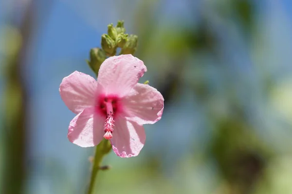 Primer Plano Flor Color Creciendo Aire Libre — Foto de Stock