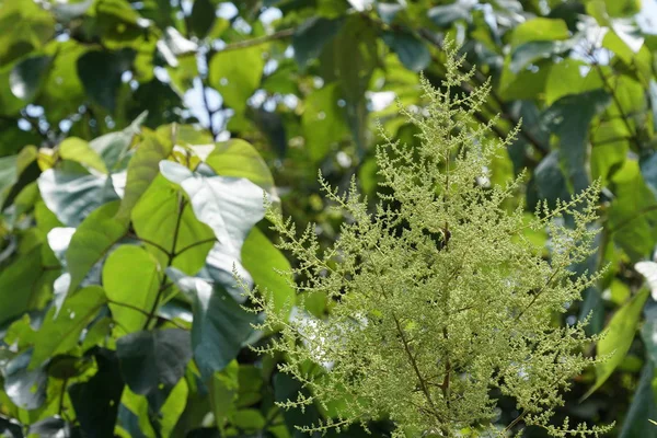 Gros Plan Plantes Sauvages Poussant Extérieur Jour — Photo