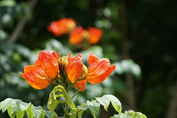 屋外で成長している色の花のクローズアップ — ストック写真