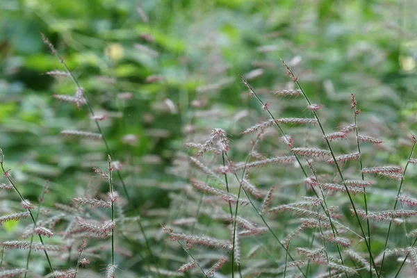 Fermer Les Plantes Vertes Extérieur Jour — Photo