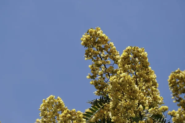 Primo Piano Fiori Colore Che Crescono All Aperto — Foto Stock