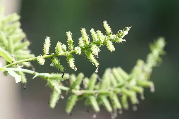 Close Green Plants Outdoors Daytime — Stock Photo, Image