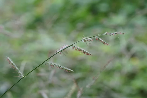 昼間の屋外の緑の植物のクローズアップ — ストック写真