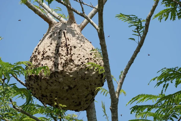 Nahaufnahme Eines Termitennestes Auf Einem Ast — Stockfoto