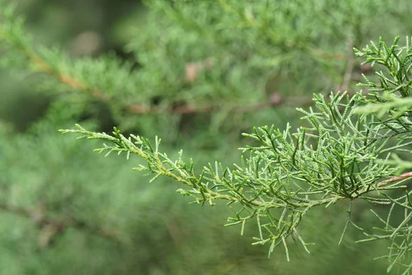 Nahaufnahme Von Grünpflanzen Freien Tag — Stockfoto