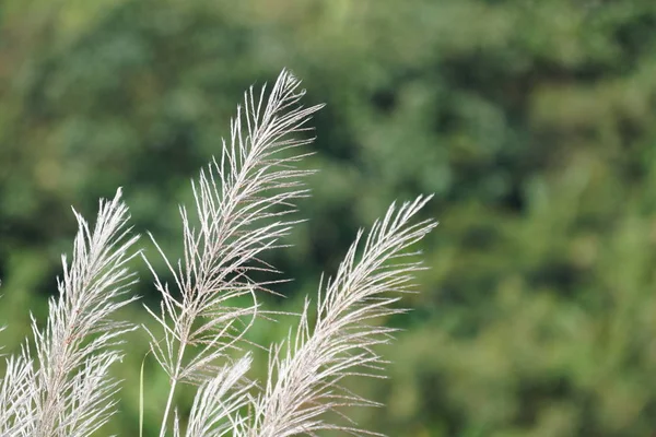 Nahaufnahme Von Wildpflanzen Die Tagsüber Freien Wachsen — Stockfoto