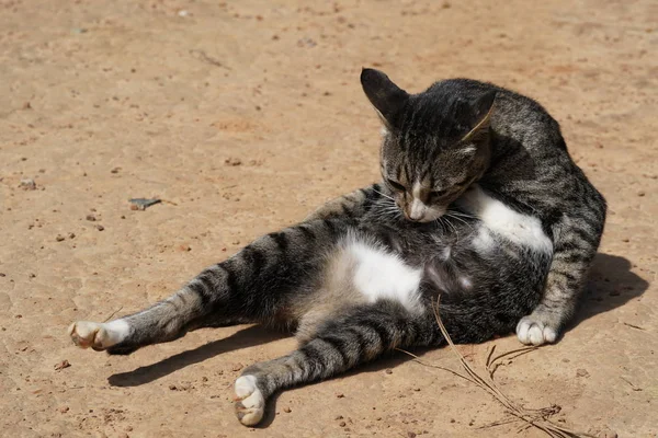 Lindo Gris Gato Relajante Aire Libre — Foto de Stock