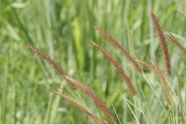 白天在户外生长的野生植物的特写 — 图库照片