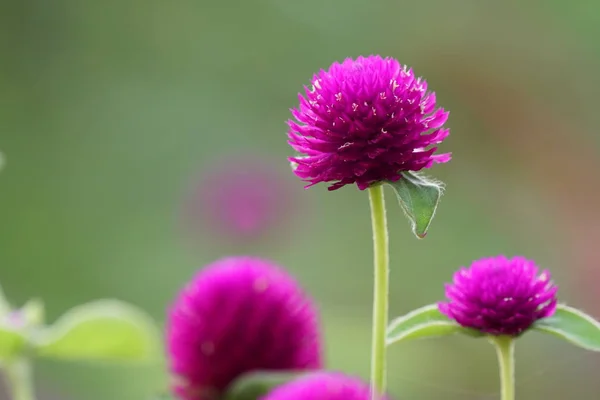 Nahaufnahme Von Farbigen Blumen Die Freien Wachsen — Stockfoto