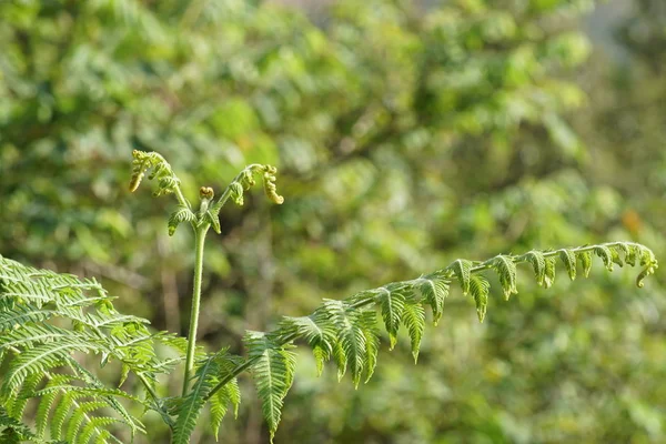 Gündüz Açık Havada Yeşil Bitkilerin Yakın — Stok fotoğraf