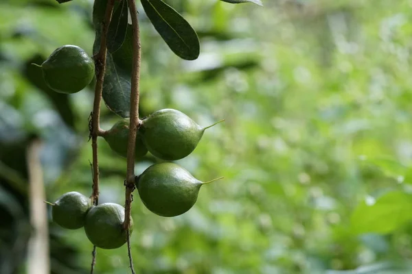 Frutti Esotici Che Crescono Albero Giorno — Foto Stock