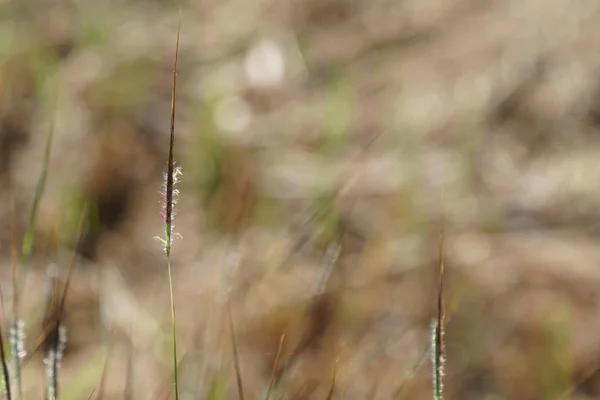 Close Wild Plants Outdoors Daytime — Stock Photo, Image