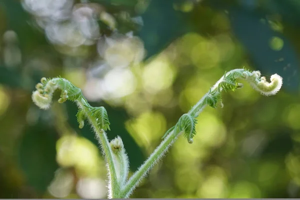 Närbild Gröna Växter Utomhus Dagtid — Stockfoto