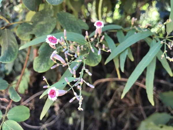 Close Color Flowers Growing Outdoor — Stock Photo, Image