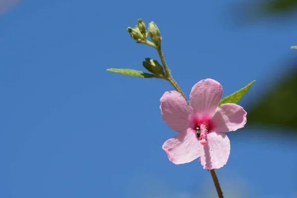 Primer Plano Flor Color Creciendo Aire Libre — Foto de Stock