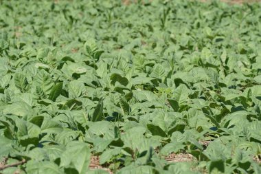 gündüz tarım alanının görünümü