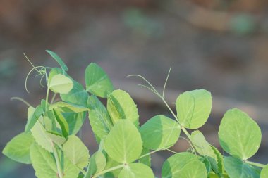 gün içinde açık havada vahşi bitkilerin yakın 