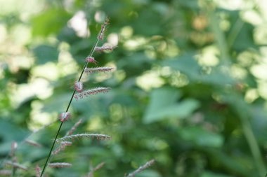 gün içinde açık havada vahşi bitkilerin yakın 