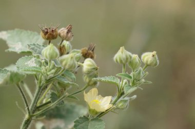 Açık büyüyen renk çiçekler yakın 