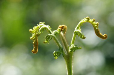 gün içinde açık havada vahşi bitkilerin yakın 