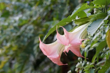Açık büyüyen renk çiçekler yakın 