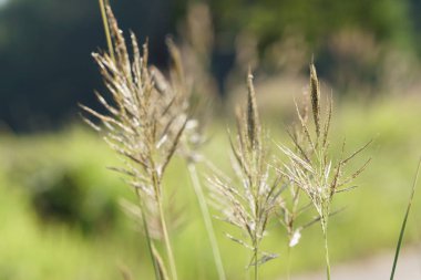 gün içinde açık havada vahşi bitkilerin yakın 