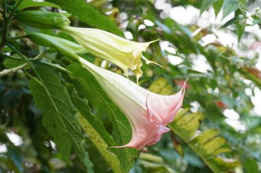 Açık büyüyen renk çiçekler yakın 