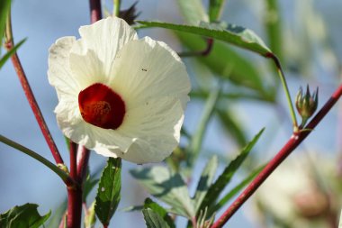 Açık büyüyen renk çiçeği yakın 