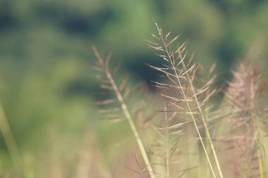 gün içinde açık havada vahşi bitkilerin yakın 