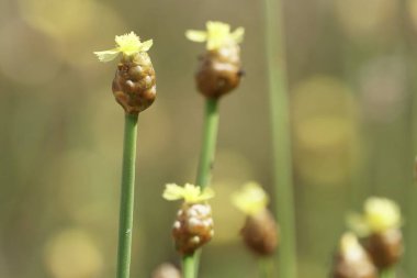 Açık büyüyen renk çiçekler yakın 