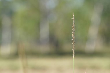 gün içinde açık havada vahşi bitkilerin yakın 