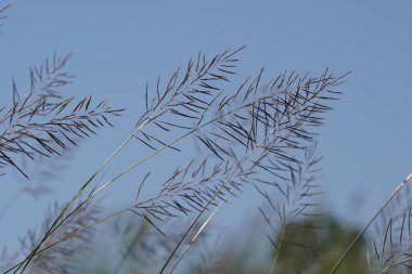 gün içinde açık havada vahşi bitkilerin yakın 