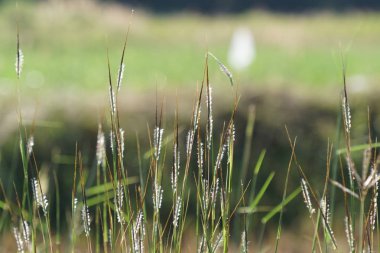 gün içinde açık havada vahşi bitkilerin yakın 