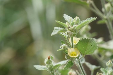 Açık büyüyen renk çiçekler yakın 