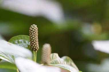 gün içinde açık havada vahşi bitkilerin yakın 