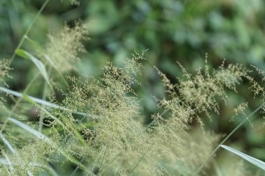 gün içinde açık havada vahşi bitkilerin yakın 