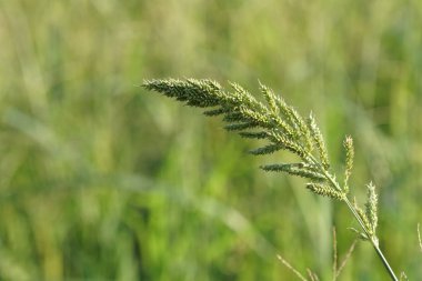 gün içinde açık havada vahşi bitkilerin yakın 