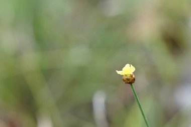 Açık büyüyen renk çiçeği yakın 