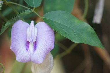 Açık büyüyen renk çiçeği yakın 