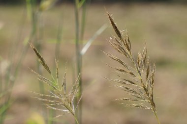 gün içinde açık havada vahşi bitkilerin yakın 