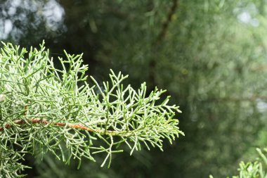 gün içinde açık havada vahşi bitkilerin yakın 