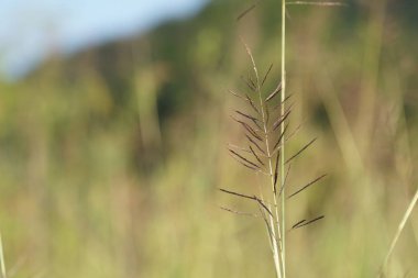 gün içinde açık havada vahşi bitkilerin yakın 