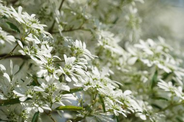 gün içinde açık havada vahşi bitkilerin yakın 
