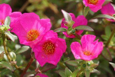 Açık büyüyen renk çiçekler yakın 