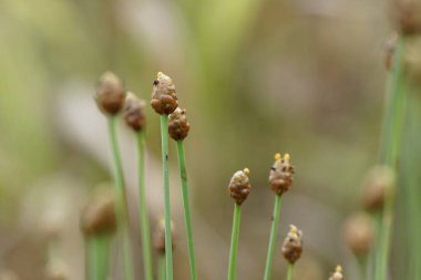 gün içinde açık havada vahşi bitkilerin yakın 