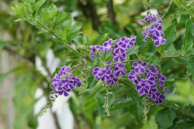 Açık büyüyen renk çiçekler yakın 